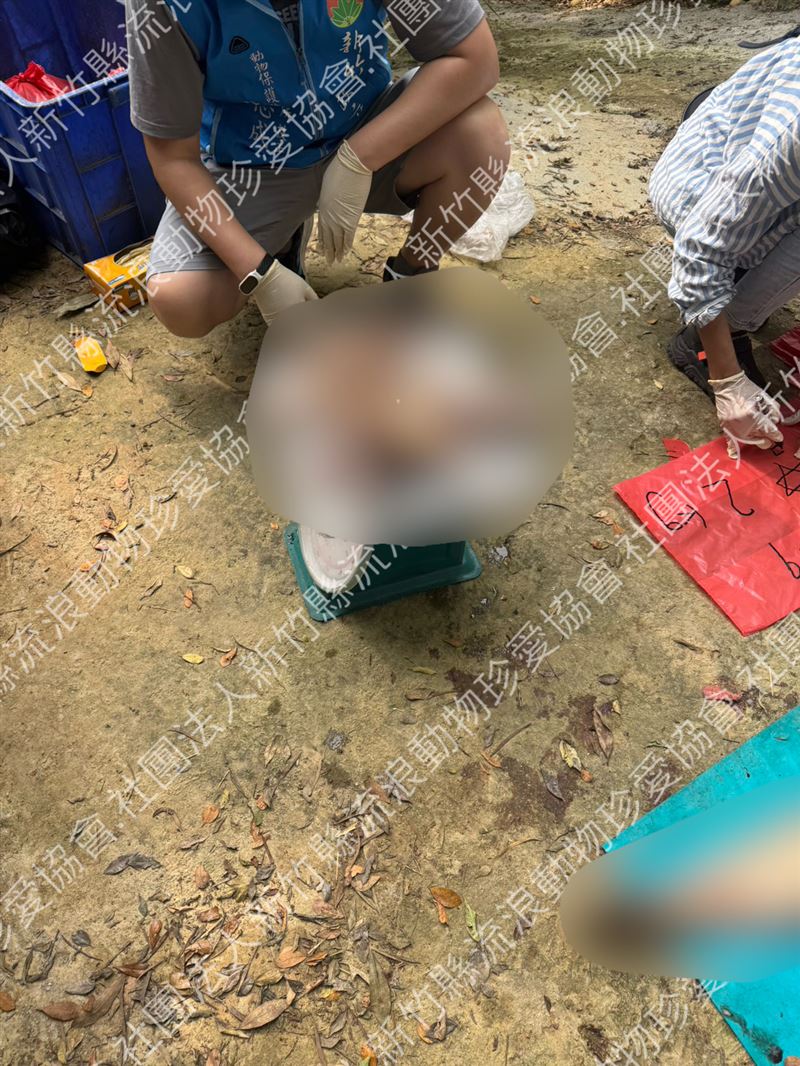 冰櫃中也發現多根狗狗的尾巴殘肢。(圖/新竹縣流浪動物珍愛協會提供)