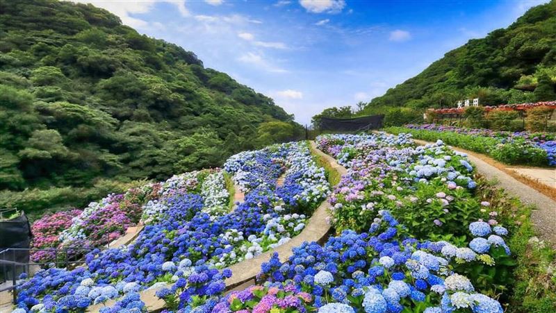 繡球花色竟藏「科學魔法」變紅變藍因1物