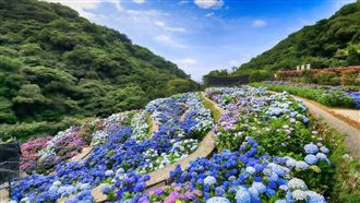 繡球花色竟藏「科學魔法」變紅變藍因1物