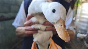 飼主林小姐非常高興找到自家寵物。（圖／翻攝自新北市政府網站） 