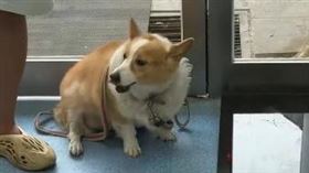 ▲跛腳柯基個性活潑親人，卻因慢性病即將被安樂死，幸好新主人即時出手救援。（圖／翻攝畫面）