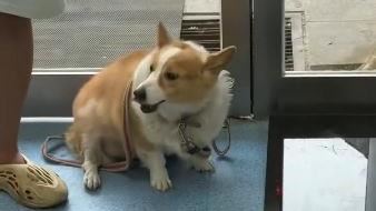 柯基跛腳被「賜死」 妹子心疼收編:我養