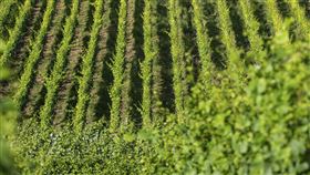 ▲葡萄豐收時期需要12萬名人力進行採收。（圖／美聯社／達志影像）