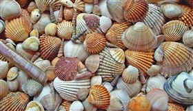 貝殼。（示意圖／PIXABAY）