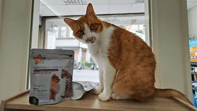 毛孩保健成趨勢！平價品牌推星級飼料