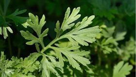 ▲艾草在傳統上被認為有驅邪效果（圖／CANVA製作）