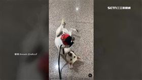 防疫犬下班瘋玩球　超萌模樣融化網友