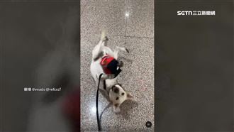 防疫犬下班瘋玩球　超萌模樣融化網友