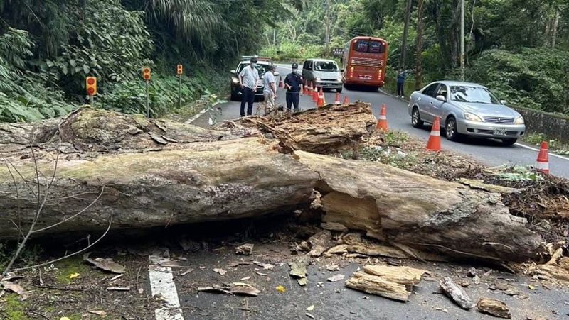 新／南投大樹倒塌「重擊遊覽車」4傷送醫