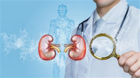 腎臟、腎病、洗腎 示意圖／freepik