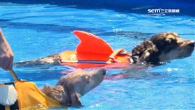 夏至熱爆！近百隻臘腸狗開泳池趴降溫