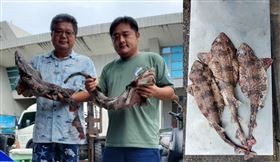 恆春漁民黃健軒（左圖右）意外捕獲疑似「台灣絨毛鯊」個體，身上白點明顯、外觀獨特。左圖左為專家何宣慶博士。（黃健軒提供）