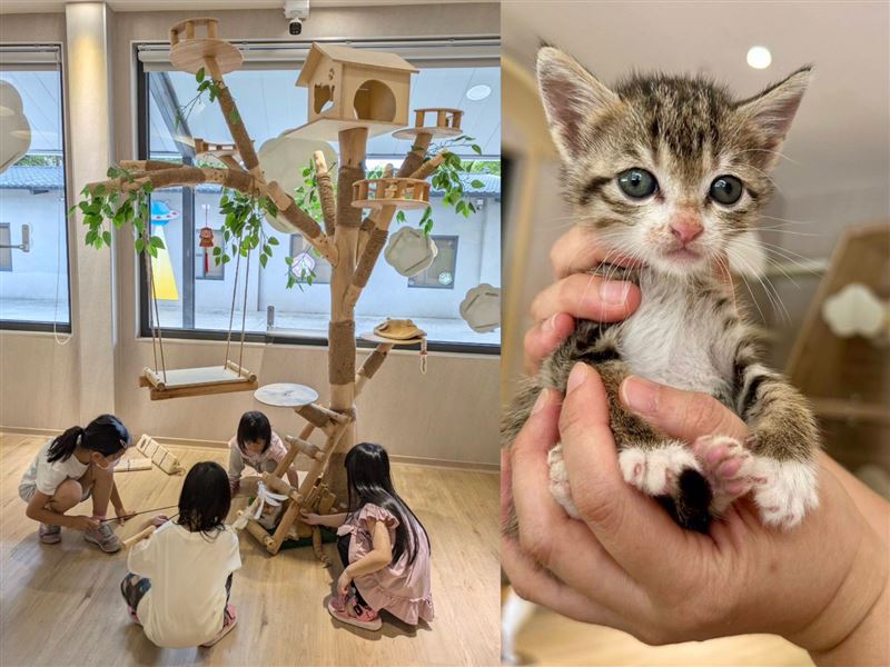 桃園南昌動保教育園區提供流浪動物認養服務,同時具備完善的醫療照護功能,讓新手貓奴也可以安心領養。(圖/桃園市動保處提供)