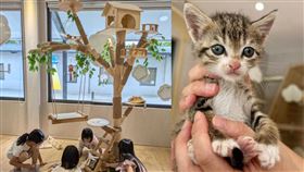 桃園南昌動保教育園區提供流浪動物認養服務，同時具備完善的醫療照護功能，讓新手貓奴也可以安心領養。（圖／桃園市動保處提供）