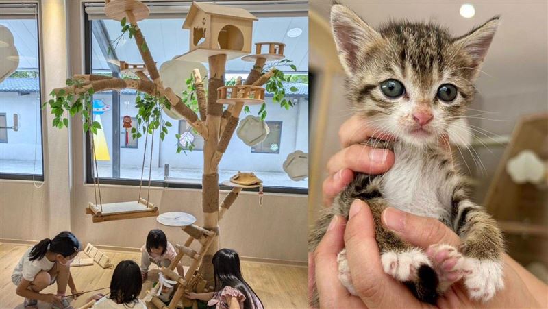 5關鍵準備 獸醫師揭新手貓奴最常忽略的事