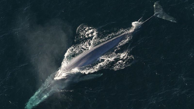 世界最強壯動物是「它」！=1人推動6巴士