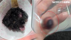 米克斯,動保處,高雄,飼主,牽繩,愛犬,眼珠,黑貴賓,手術,文化中心