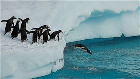 ▲ 南極企鵝糞便意外展現氣候調節潛能，科學家呼籲結合自然與氣候科技對抗暖化。（圖／永續新聞網官網） 