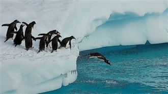 南極生態守護者：企鵝糞便化危機為安