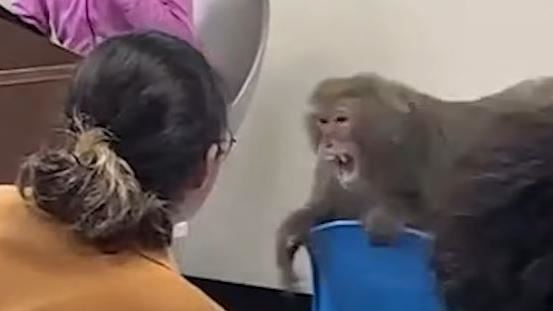 中山大學驚見「猴哥」搶劫　學生全看傻眼