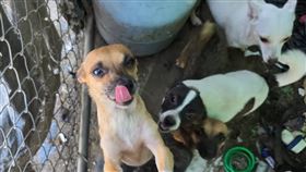 艾利克斯阿波比（Alex Appleby，夫婦車禍死亡，照顧29隻狗狗，送養，募款，回報恩情(圖／翻攝自GoFundMe網站)