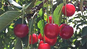 土耳其小鎮櫻桃豐收土耳其西部小鎮蘇坦達年產約3萬噸櫻桃，其中2/3外銷。今年櫻桃價格走高，來到10餘年來最高價，農民辛勞有了代價。中央社記者何宏儒蘇坦達攝  108年7月21日