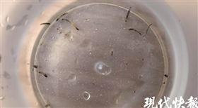 中國8歲女童，口吐活蟲，一個多月　真凶竟是中國8歲女童「口吐活蟲」一個多月　真凶竟是蛾蚋(圖／翻攝自微博)