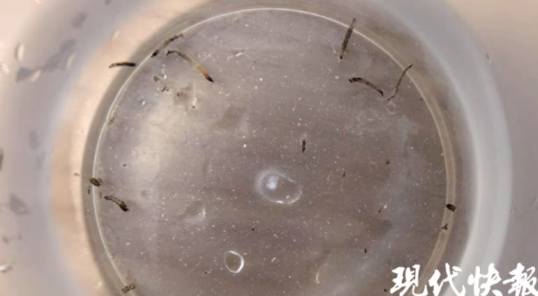 8歲女童持續一個月來從口中吐出活蟲,醫療團隊會診後揪出元兇竟是蛾蚋。(圖/翻攝自微博)