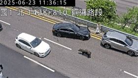 國道一號銅鑼，有黑豬，眾人忙閃避，釀2車追撞，豬被吊掛後竟猝死(圖／翻攝畫面)