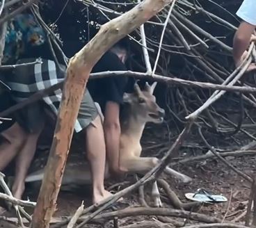 近日一群年輕人包圍梅花鹿、勒脖拍照，全程嬉鬧未制止。影片曝光後掀起討論，恐已違反野生動物保育法。（圖翻攝自／爆料公社）