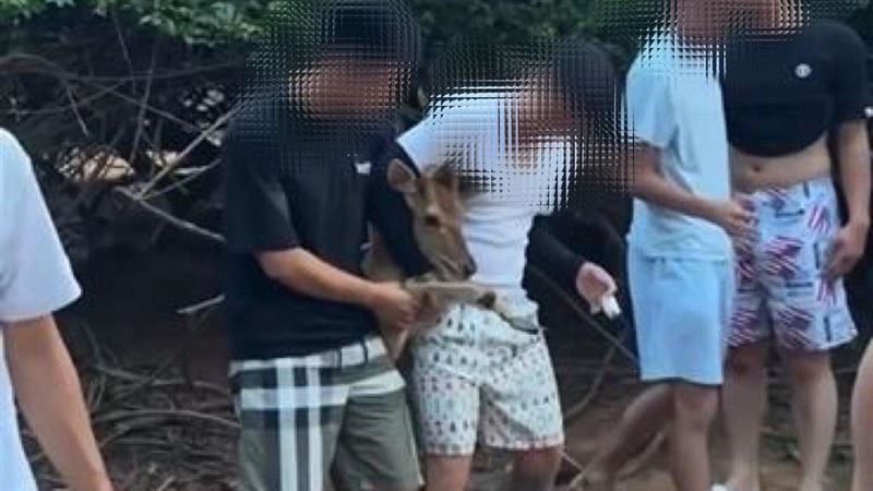 梅花鹿被屁孩「勒脖」！強行拖出樹林拍照