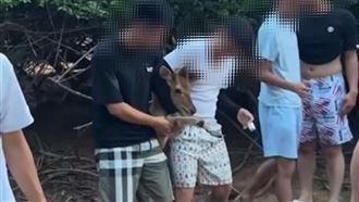 梅花鹿被屁孩「勒脖」！強行拖出樹林拍照