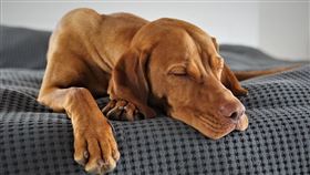 ▲肥料未妥善收好，狗狗誤以為是食物將其吞下，導致慢性中毒而亡。（示意圖／PIXABAY）