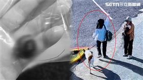 米克斯,動保處,高雄,飼主,牽繩,愛犬,眼珠,黑貴賓,手術,文化中心