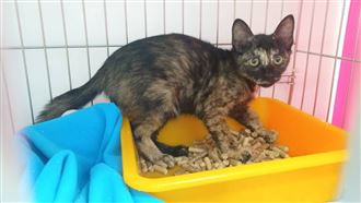 小貓受困掃街車　動保員到場急救援畫面曝