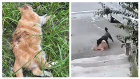 花蓮縣吉安鄉一處社區發生家犬咬死貓事件，一名蘇姓男子長期放任其所飼養的土狗在外遊蕩，這隻土狗日前在停車場內，瘋狂攻擊撕咬一隻橘色貓咪，造成橘貓死亡，居民透露，去年也發生一樣的事件，一隻白貓被咬到腸子外露，飼主卻稱：「我的狗很乖，不會亂咬人」卸責。