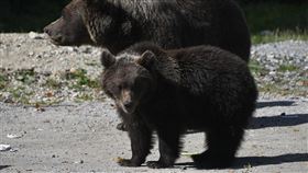 小熊。（示意圖／PIXABAY）