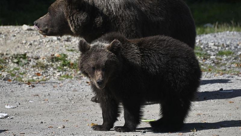 愛犬撞臉「黑熊」！飼主揭「國寶級身分」