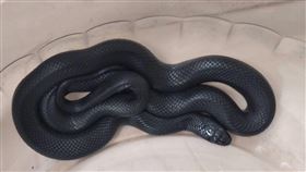 黑王蛇,墨西哥黑王蛇,認養,彰化,動防所（圖／彰化縣動防所提供）