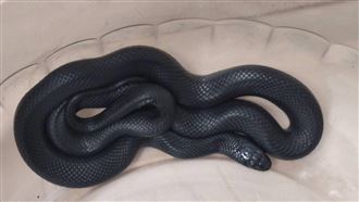 罕見黑王蛇現蹤彰化！1條件帶回招財夯寵