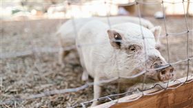 豬肉 非洲豬瘟　 示意圖／pexels