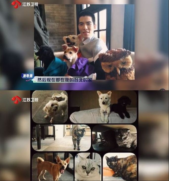 蕭敬騰以愛動物出名,曾參加陸綜《野挺有趣》提到自己總共救了11隻貓狗。(圖/翻攝自微博)