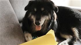 地表最萌哈士金「庫瑪」的可愛外型，路上回頭率超高。（圖／翻攝自IG @kuma_240622）