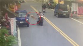 花蓮曾姓女子日前開車載著8個月大的柴犬外出購物，下車採買時車窗開縫透氣，不料柴犬鑽縫跳窗落跑，曾女發現愛犬消失以為被人抱走，連忙報警求助，經員警調閱監視器，最後在一處車棚找到走失的柴犬。