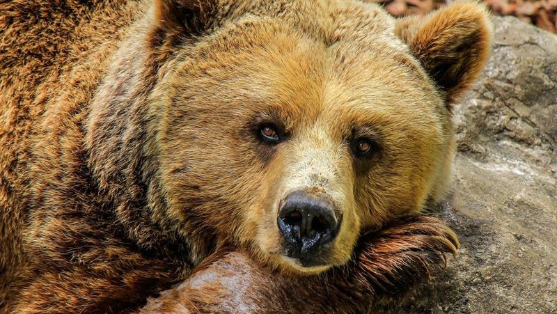 180公斤小熊越獄 偷吃蜂蜜大餐後爽睡被逮