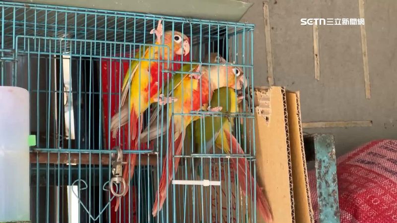 2賊剪鐵鍊狂偷12隻鸚鵡 失主慘窺近20萬