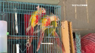 2賊剪鐵鍊狂偷12隻鸚鵡　失主慘虧近20萬