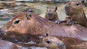 高雄壽山動物園喜訊  水豚家族添成員高雄壽山動物園表示，春節期間，水豚媽媽「莉亞」順利產下3隻水豚寶寶，分別取名為「莉馬」、「莉拉」和「莉松」，象徵這個家庭將像馬拉松般長久、繁衍生息。（高雄市觀光局提供）中央社記者蔡孟妤傳真  114年2月25日