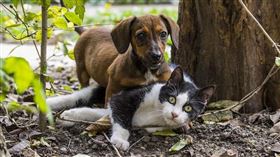 貓 狗 （示意圖／翻攝自pixabay）