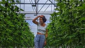 ▲大麻。（圖／翻攝自kittychopaka的IG）